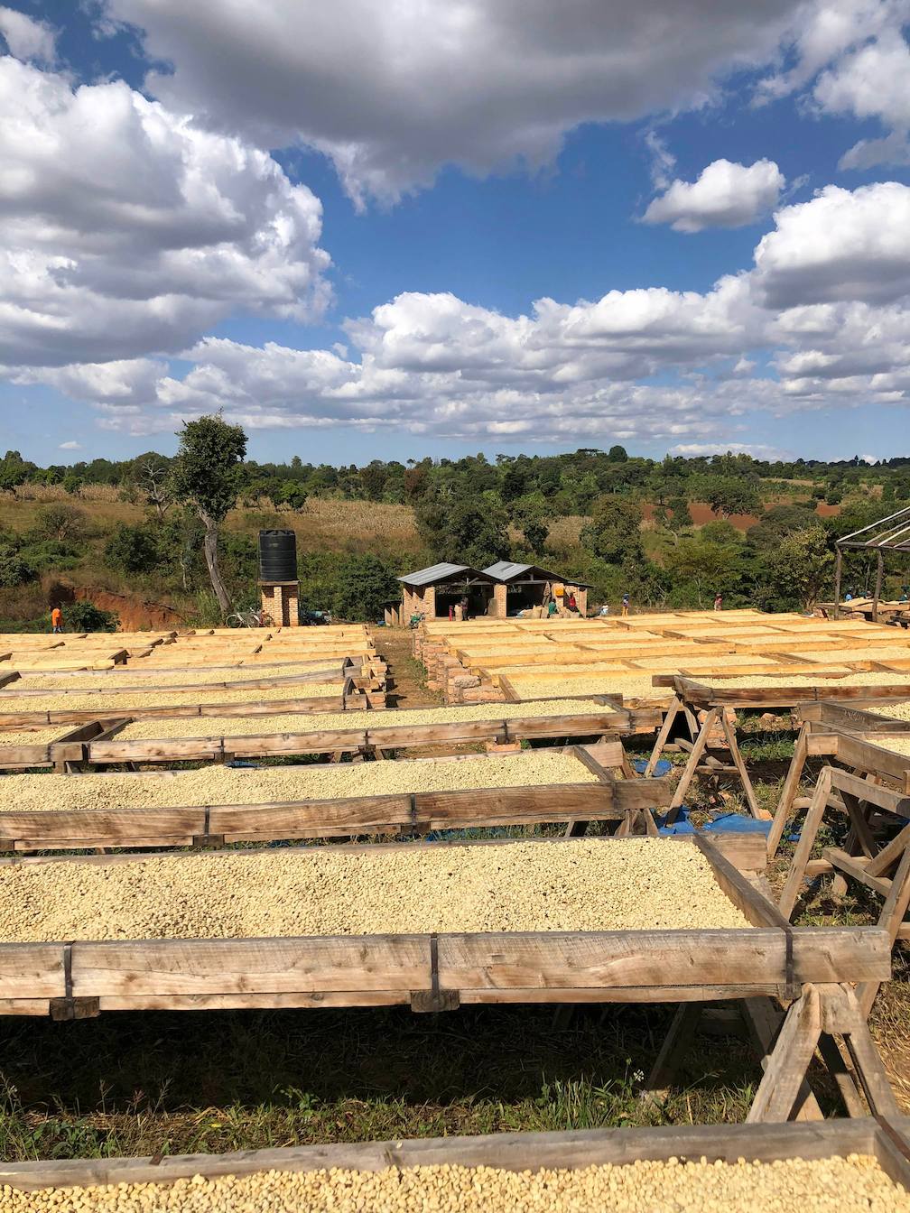 Tanzania - Mbozi, Mbeya & Mbinga - Productores locales - Lavado-1