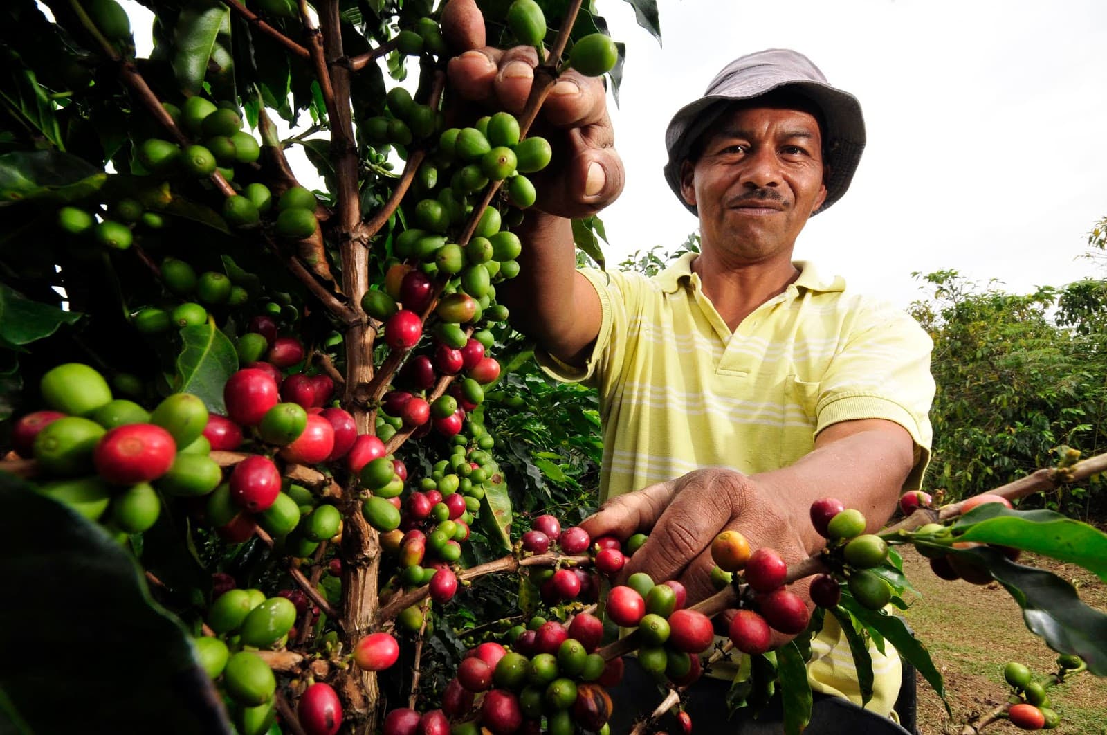 Colombia - Huila - Descafeinado - Lavado-1